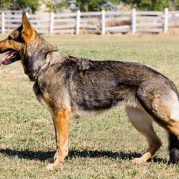 Bushka - German Shepherd