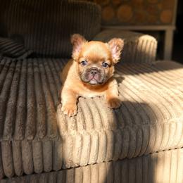 Theo - Fawn male French Bulldog puppy in Lancaster, Ohio from FarmHouse Frenchies