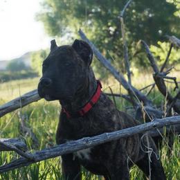 Molosser (Bully x)  Puppies from Miscela Molossers