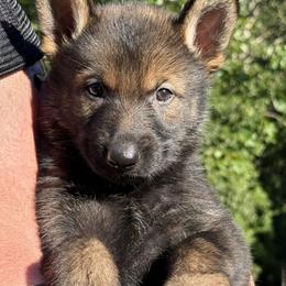 Orange - Sable male German Shepherd puppy in Buffalo, West Virginia from Z Tykev Vino LLC