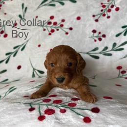 Grey Collar Male - Red  male Goldendoodle puppy in Pasadena, Texas from Knightsbane Standard Poodles