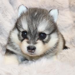 Griffin - Gray and white male Pomsky puppy in Centerville, Iowa from LJ Kennels Pomskies, LLC