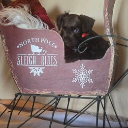 Bogart - Liver male Miniature Schnauzer puppy in Winter Haven, Florida from The Blue Eyed Schnauzer