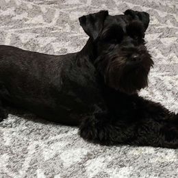 Gatlin - Miniature Schnauzer
