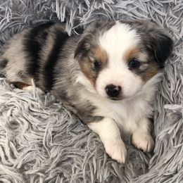 Miniature Australian Shepherd, Shih Tzu, and Toy Australian Shepherd Puppies from River Springs Aussies