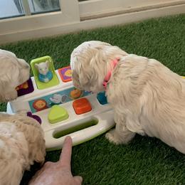 Goldendoodle Puppies from Grace of God Goldendoodles