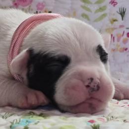 Skittles - White and brindle female American Bulldog puppy in Three Rivers, Michigan from Jemms Kennels