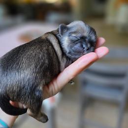 Donnie - Red male Shih Tzu puppy in Lancaster, Ohio from Wandering Tzu