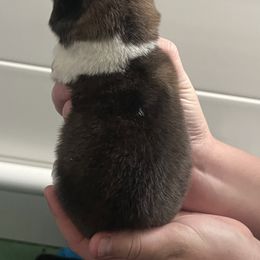 Girl 3 - Red, black overlay female Akita puppy in Indianapolis, Indiana from Gallant Akitas