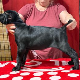 Lilac Collar - Black female Cane Corso puppy in Paris, Texas from Knucklehead Cane Corso
