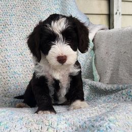 Skyy - Chocolate female Australian Labradoodle puppy in Ocala, Florida from Vinton Valley Australian Labradoodles
