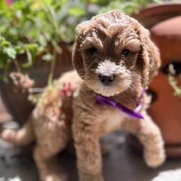 Curious George - Red  male Goldendoodle puppy in Camden, North Carolina from Oopsie Doodles of NC