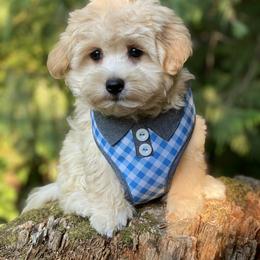 Cavapoo, Maltipoo, and Poodle Puppies from My Sweet Poodles and Doodles
