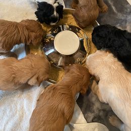 Goldendoodle Puppies from BB Doodles