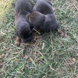 Girl 1 - Black and tan female Bloodhound puppy in Tahlequah, Oklahoma from HNH Hounds