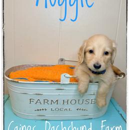 Auggie - Cream male Dachshund puppy in Cincinnati, Ohio from Caines Dachshund Farm