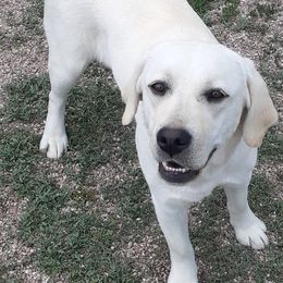 Labrador Retrievers from Snowbrook Labs