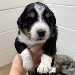 Zulu - Black tri-color female Aussiedoodle puppy in Heber City, Utah from Junipersdoodles
