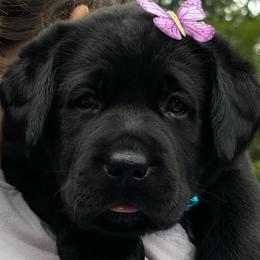 Brook - Black female Labrador Retriever puppy in Taylors, South Carolina from Spring Water Labs of the Carolinas