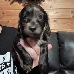 Kringle - Dapple male Dachshund puppy in Cheyenne, Wyoming from Great Basin Hounds