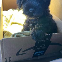 Miniature Schnauzer Puppies from Du Lac Miniature Schnauzers