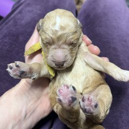 Yellow - Cream female Goldendoodle puppy in Clarksville, Tennessee from Golden Pine Designer Doodles