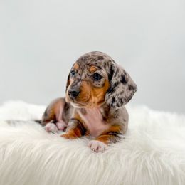 Winston - Dapple male Dachshund puppy in Litchfield, Illinois from Charmm Dachshunds