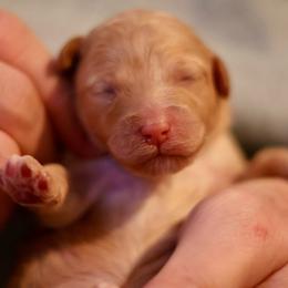 Blush - Apricot female Goldendoodle puppy in Forney, Texas from Diamond Doodle Pups and Poodles