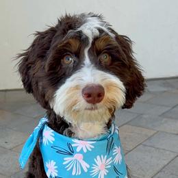 Wren - Bernedoodle