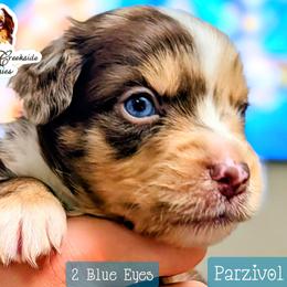 Parzivol - Red merle male Miniature Australian Shepherd puppy in Punta Gorda, Florida from Christie's Creekside Aussies