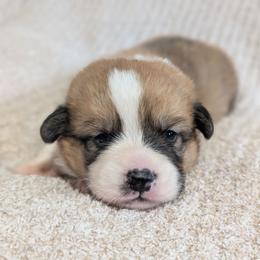 Boy 2 Mr. Green - White and red male Pembroke Welsh Corgi puppy in Milton, Florida from Milton Corgis ~ Azealia Acres