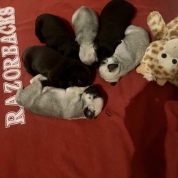 Cocker Spaniel, Pembroke Welsh Corgi, and Pug Puppies from Southern Cottage Pups
