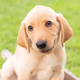 Labrador Retrievers from Blackbird Labradors