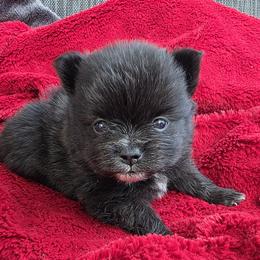 Dolores - Black female Pomeranian puppy in Hooksett, New Hampshire from Granite State Pomeranians