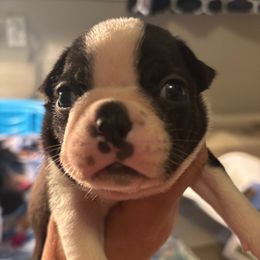 OTHO - AKC - Black and white male Boston Terrier puppy in Anderson, South Carolina from Lola’s House of Bostons & Rescue