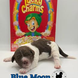 Blue Moon - Parti male Goldendoodle puppy in Ponchatoula, Louisiana from Real Life Furrytales