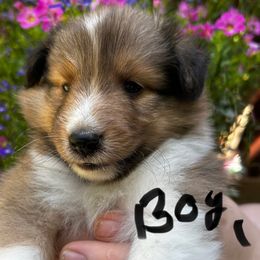Sam - Sable and white male Shetland Sheepdog puppy in East Bank, West Virginia from Belmar Shetland Sheepdogs