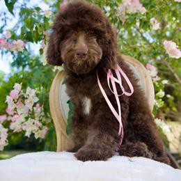 Bon Bon - Phantom female Bernedoodle puppy in Queen Creek, Arizona from Dulcito Doodles