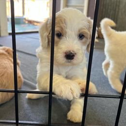 Goldendoodle and Golden Retriever Puppies from Magical Goldens