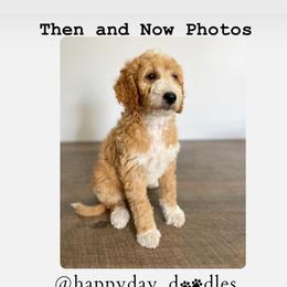 Goldendoodle Puppies from Happy Day Doodles