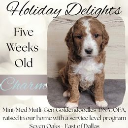 Charm - Apricot female Goldendoodle puppy in Scurry, Texas from 07 Seven Oaks Goldens and Doodles