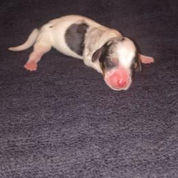 Freckle - Piebald male Dachshund puppy in Opelika, Alabama from Dachshund Darlins