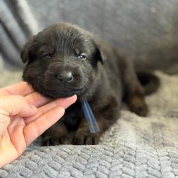 Fracture - Bi-color male German Shepherd puppy in Medical Lake, Washington from Nine Realms German Shepherds