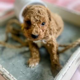 Cameron - Cream male Poodle puppy in Utica, Ohio from Poodle Me Crazy