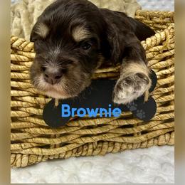 Brownie - Chocolate male Australian Labradoodle puppy in Sacramento, California from Delta Breeze Labradoodles