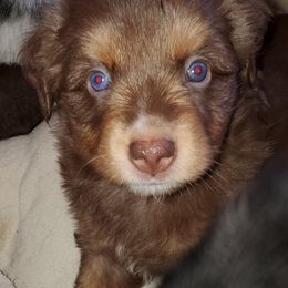 Australian Shepherd, Miniature Australian Shepherd, and Toy Australian Shepherd Puppies from Rumour Has It Aussies