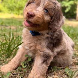 Nacho - Red merle male Aussiedoodle puppy in Mulino, Oregon from Korbella Farm