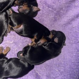 Girl 1 - Black and tan female Yorkshire Terrier puppy in Grant Town, West Virginia from Lauren's Yorkshire Terriers