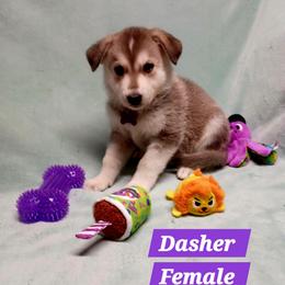Dasher (Purple) - Sable female German Shepherd puppy in Bedias, Texas from TiPi S Ranch's German Shepherds