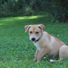 Carolina Dog Puppies from Williams Sweet Carolina